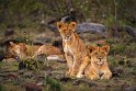 001 Masai Mara, leeuwen
